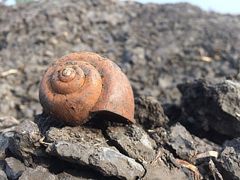 Close-up of a brown snail shell on dark soil