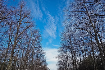 Leafless Trees Against Blue Sky with Clouds
