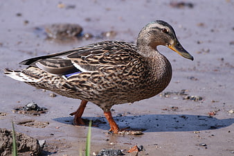 Female Mallard Duck Walking on Sandy Shore