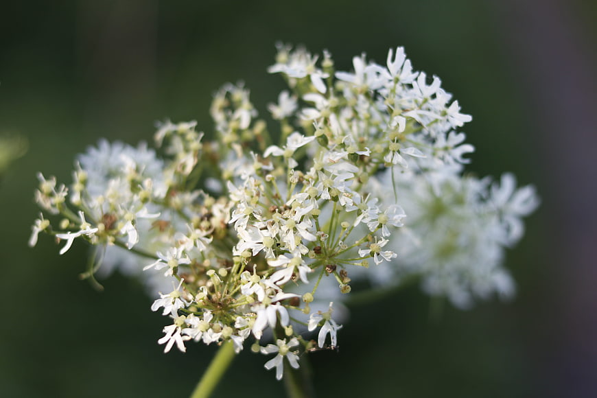 Close-up of delicate white wildflower cluster on green background
