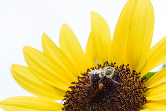 Close-up of a bumblebee pollinating a yellow sunflower