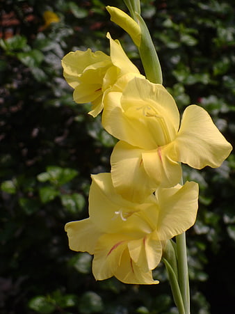 Close-up of yellow gladiolus flowers in a garden
