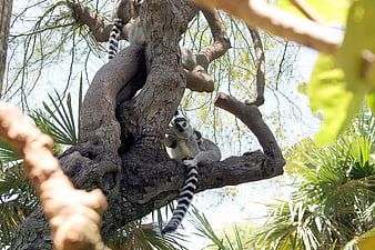 Ring-tailed Lemurs Resting in a Tree Branch