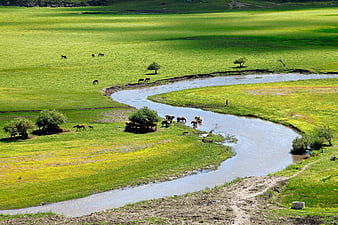 Aerial View of Winding River and Horses in Inner Mongolia Grassland