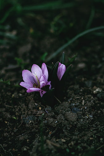 Purple Crocus Flower Blooming in Dark Soil