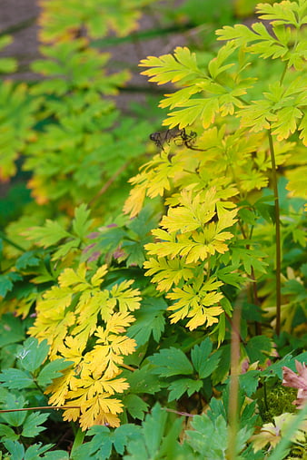 Close-up of yellowing green leaves in a forest