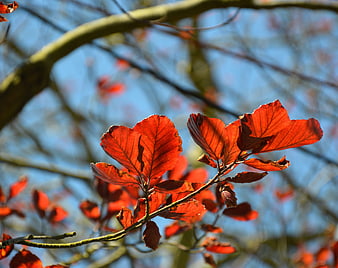 Vibrant Red Autumn Leaves Backlit Against Blue Sky