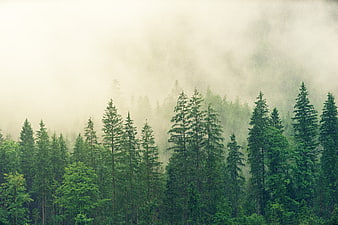 Misty Green Pine Forest Landscape with Fog