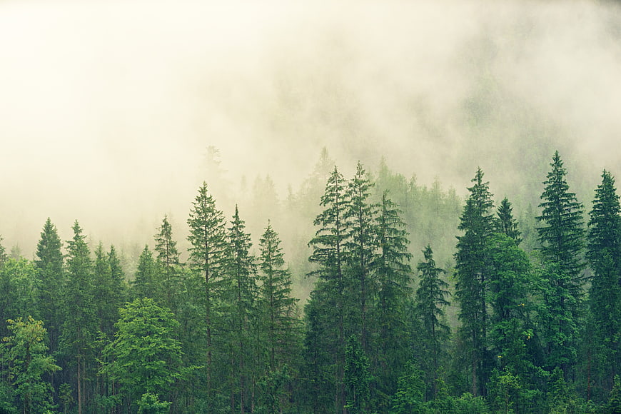 Misty Green Pine Forest Landscape with Fog