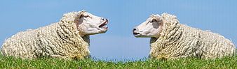 Two sheep facing each other on a grassy hill against a blue sky