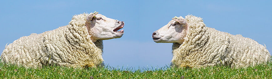 Two sheep facing each other on a grassy hill against a blue sky