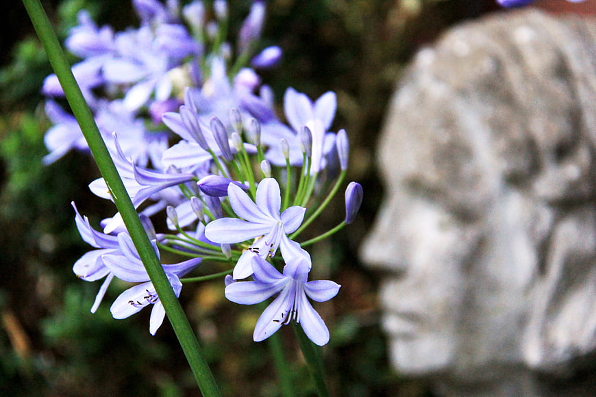 Close-up of purple agapanthus flowers with blurred stone statue