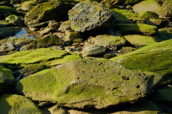 Close-up of moss-covered rocks on a rocky shore