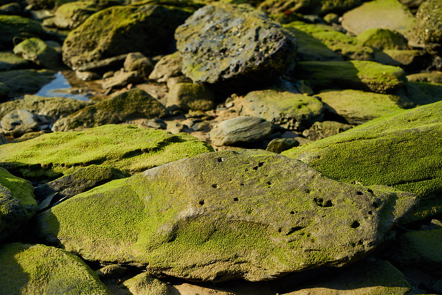 Close-up of moss-covered rocks on a rocky shore