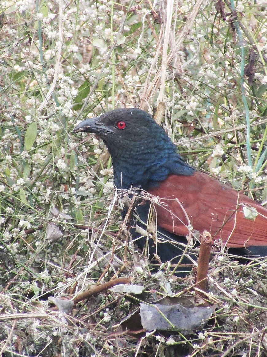 Greater Coucal Bird in Tall Grass