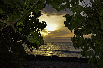 Sunset Ocean View Through Tropical Tree Leaves