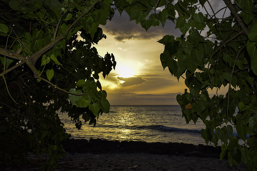 Sunset Ocean View Through Tropical Tree Leaves