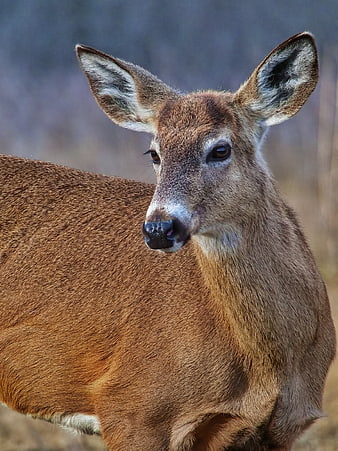 Close-up Portrait of a White-tailed Deer in Nature