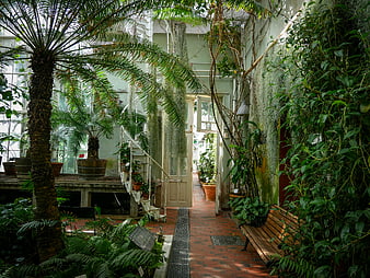 Lush Indoor Botanical Garden with Palm Trees and Brick Pathway
