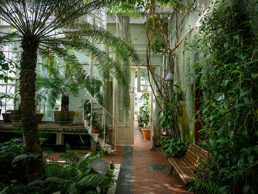 Lush Indoor Botanical Garden with Palm Trees and Brick Pathway