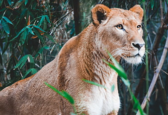 Portrait of a Lioness in Bamboo Forest