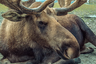Close-up of a resting brown moose with large antlers