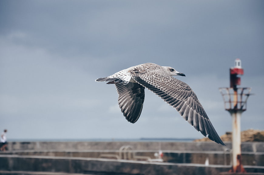 Seagull in Flight with Blurred Lighthouse Background