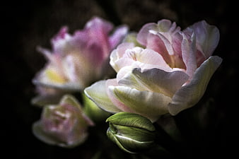 Soft Pink and White Tulips in Dark Moody Lighting