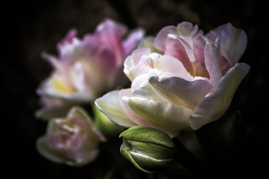 Soft Pink and White Tulips in Dark Moody Lighting
