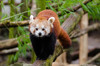 Red panda walking on a tree branch in a bamboo forest