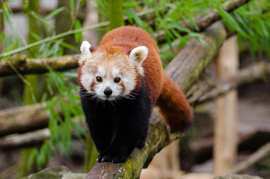 Red panda walking on a tree branch in a bamboo forest