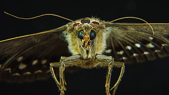 Macro Close-Up of a Brown Moth with Spread Wings