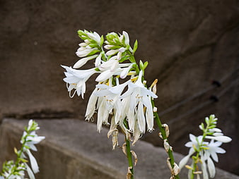 Close-up of white hosta flowers with wilting petals