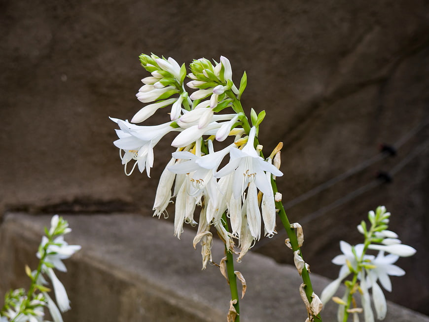 Close-up of white hosta flowers with wilting petals