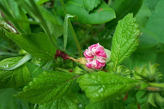 Pink and white morning glory flower blooming in lush green garden