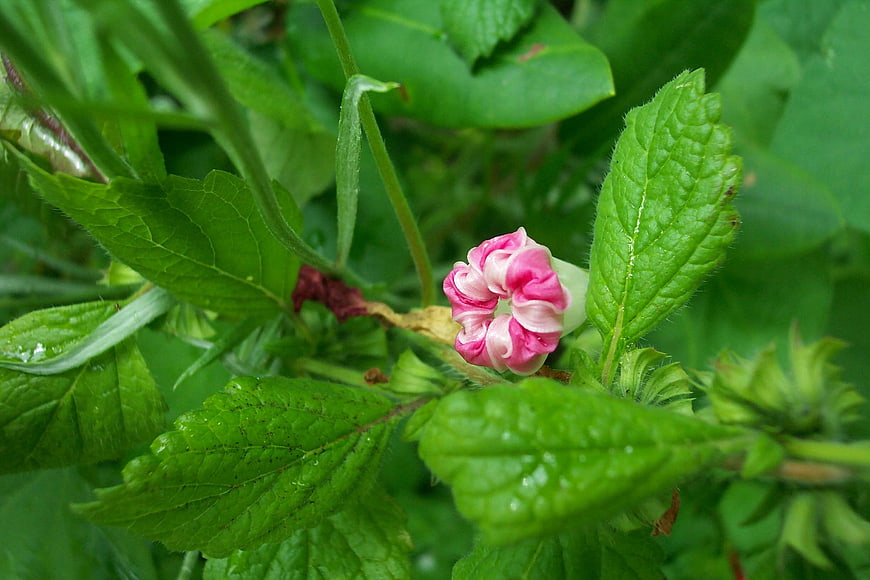 Pink and white morning glory flower blooming in lush green garden