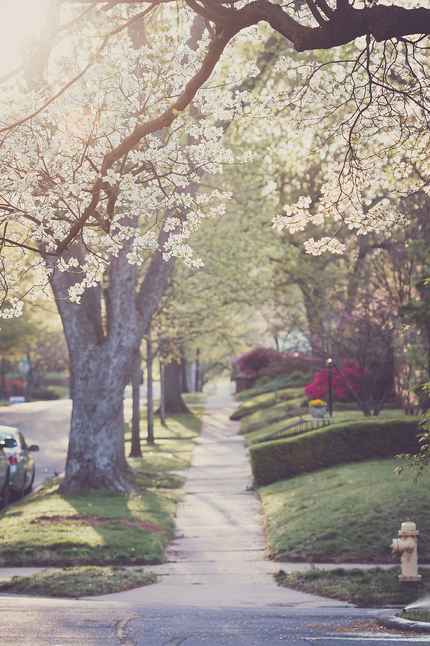 Sunlit suburban sidewalk with blooming white magnolia trees