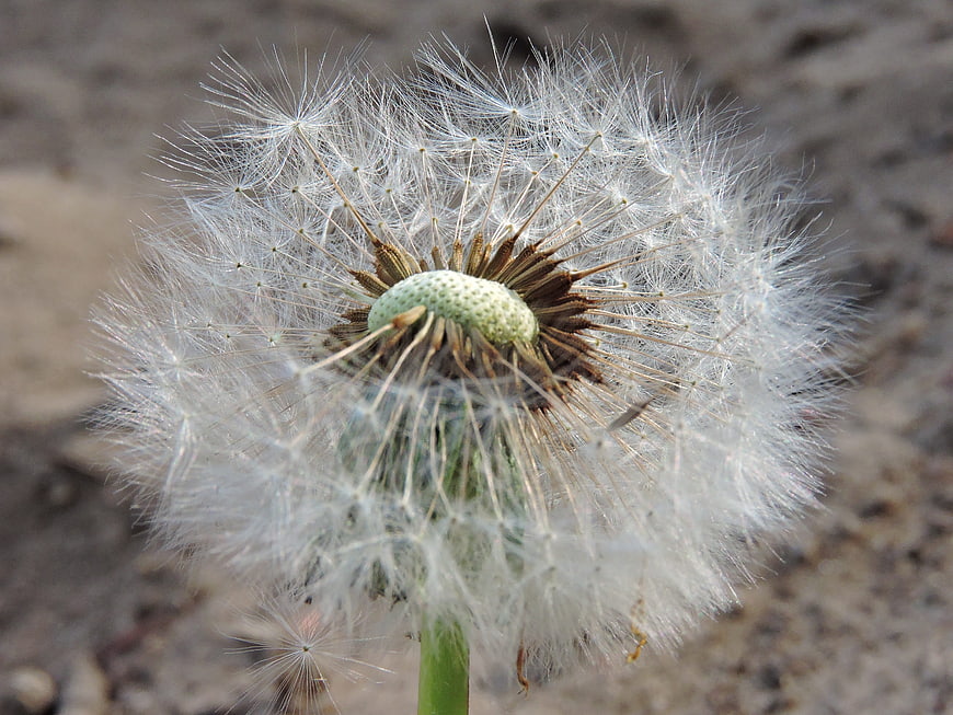 Close-up of a fluffy white dandelion seed head