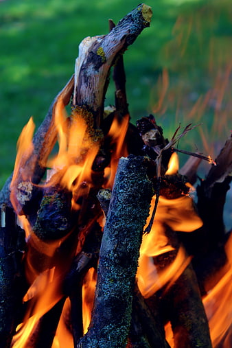 Close-up of burning wood logs with bright orange flames