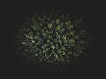 Aerial View of Dark Green Forest Canopy at Night
