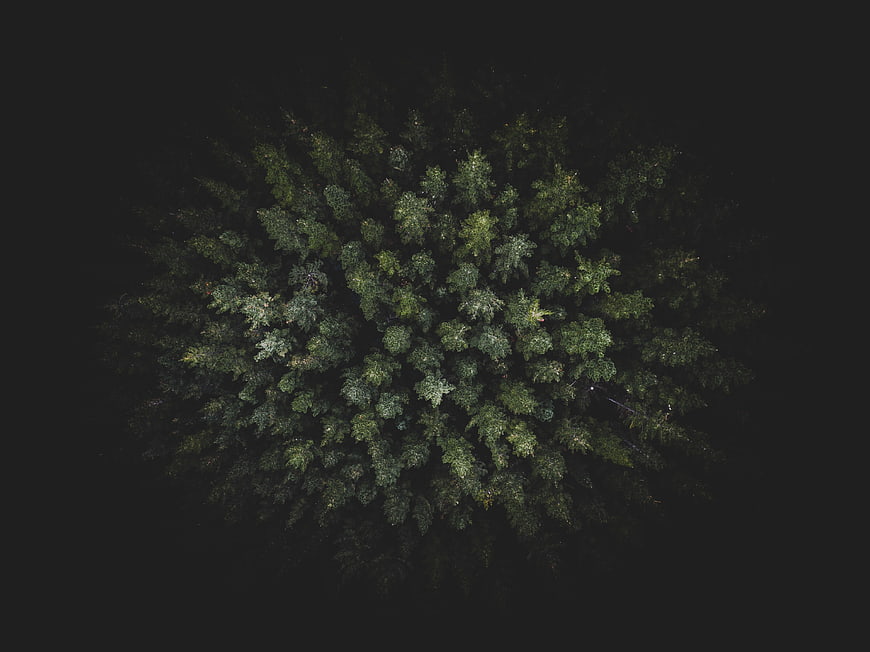 Aerial View of Dark Green Forest Canopy at Night