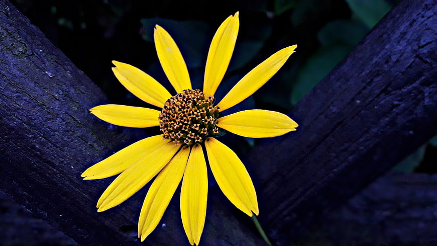 Yellow flower on dark wood background