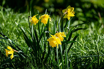 Bright yellow daffodils blooming in green grass