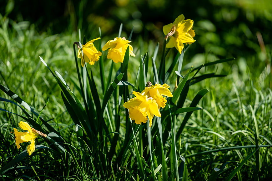 Bright yellow daffodils blooming in green grass