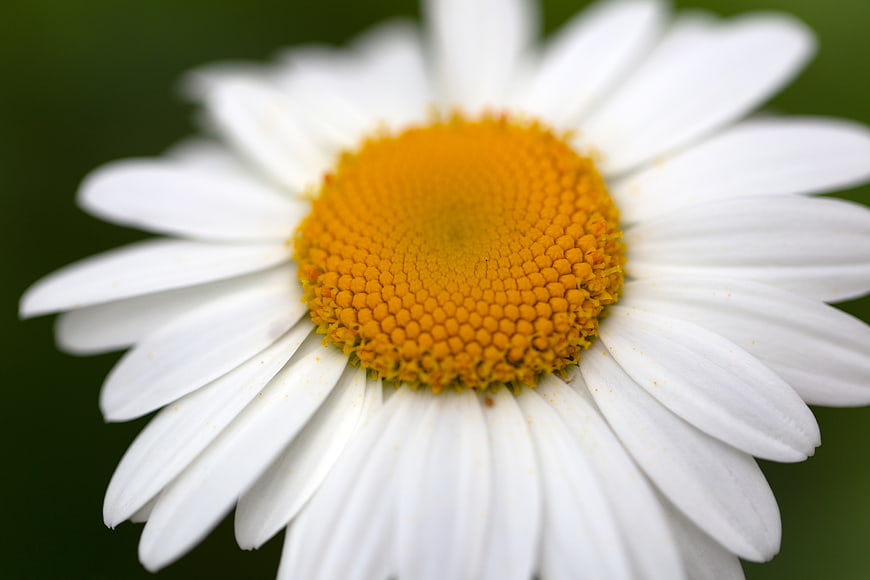 Close-up of a white daisy with yellow center