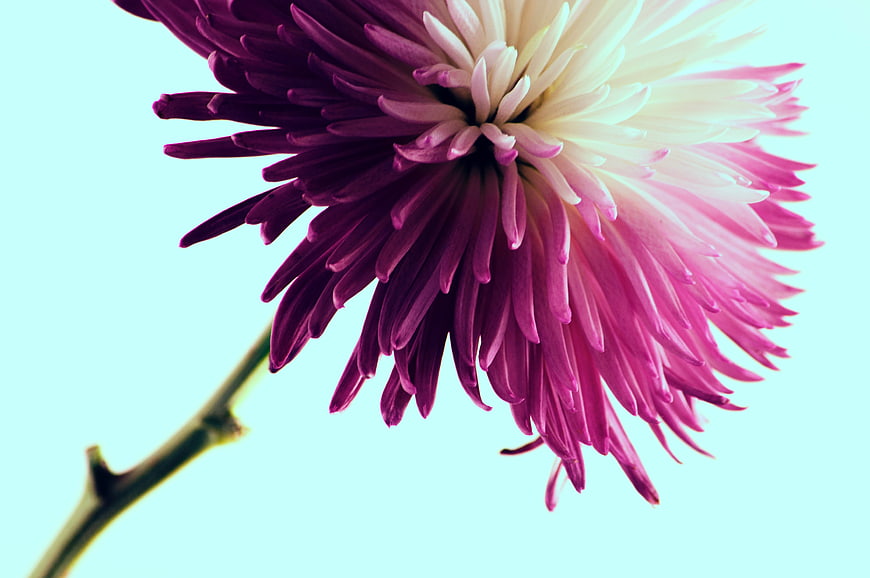 Close-up of purple and white chrysanthemum flower on blue background