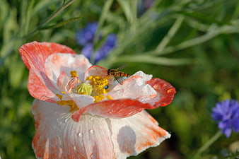 Close-up of a hoverfly on a white and red poppy flower