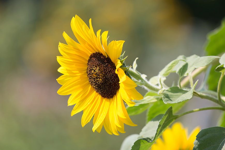 Close-up of a vibrant yellow sunflower with blurred green background