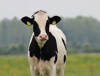 Black and white Holstein cow standing in a green pasture