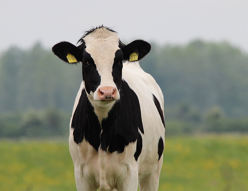 Black and white Holstein cow standing in a green pasture
